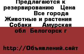 Предлагаются к резервированию › Цена ­ 16 000 - Все города Животные и растения » Собаки   . Амурская обл.,Белогорск г.